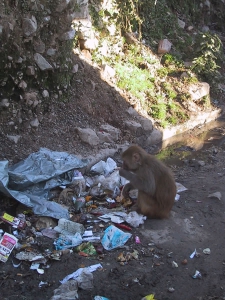 Monkey Trash
