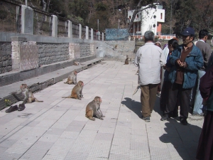 Monkeys Begging