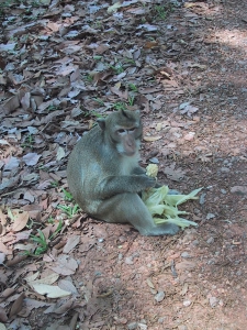 Angkor Wat Monkey Eating