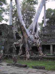 Angkor Wat - Preah Khan Trees