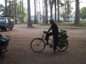 Cambodian Man Transporting Coconuts By Bicycle