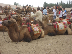Camel Parking Lot - Camels Laying Down