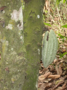Cacao tree in Ghana