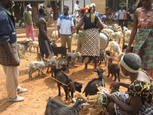 Goats at the market in Ghana