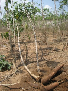 Cassava plant and cassava root in Ghana