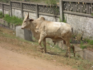 A cow in Ghana. Notice the hump!