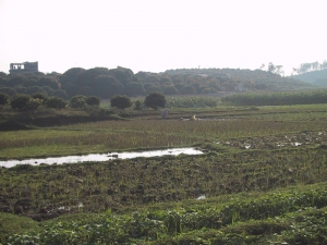 Hanoi Rice Fields