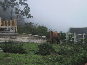 Horse in Vietnam