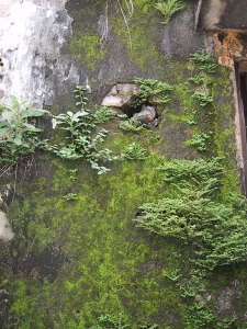 Moss On A Wall in Hoi An