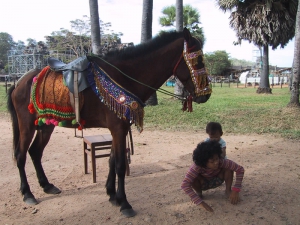 Angkor Kids Horse Rides