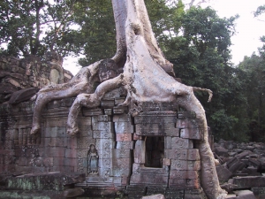 Angkor Tree Roots Splitting Bricks