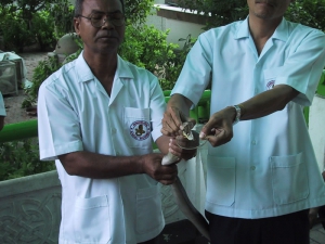 Snake Farm Milking Cobra