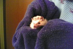 Washing A Hedgehog