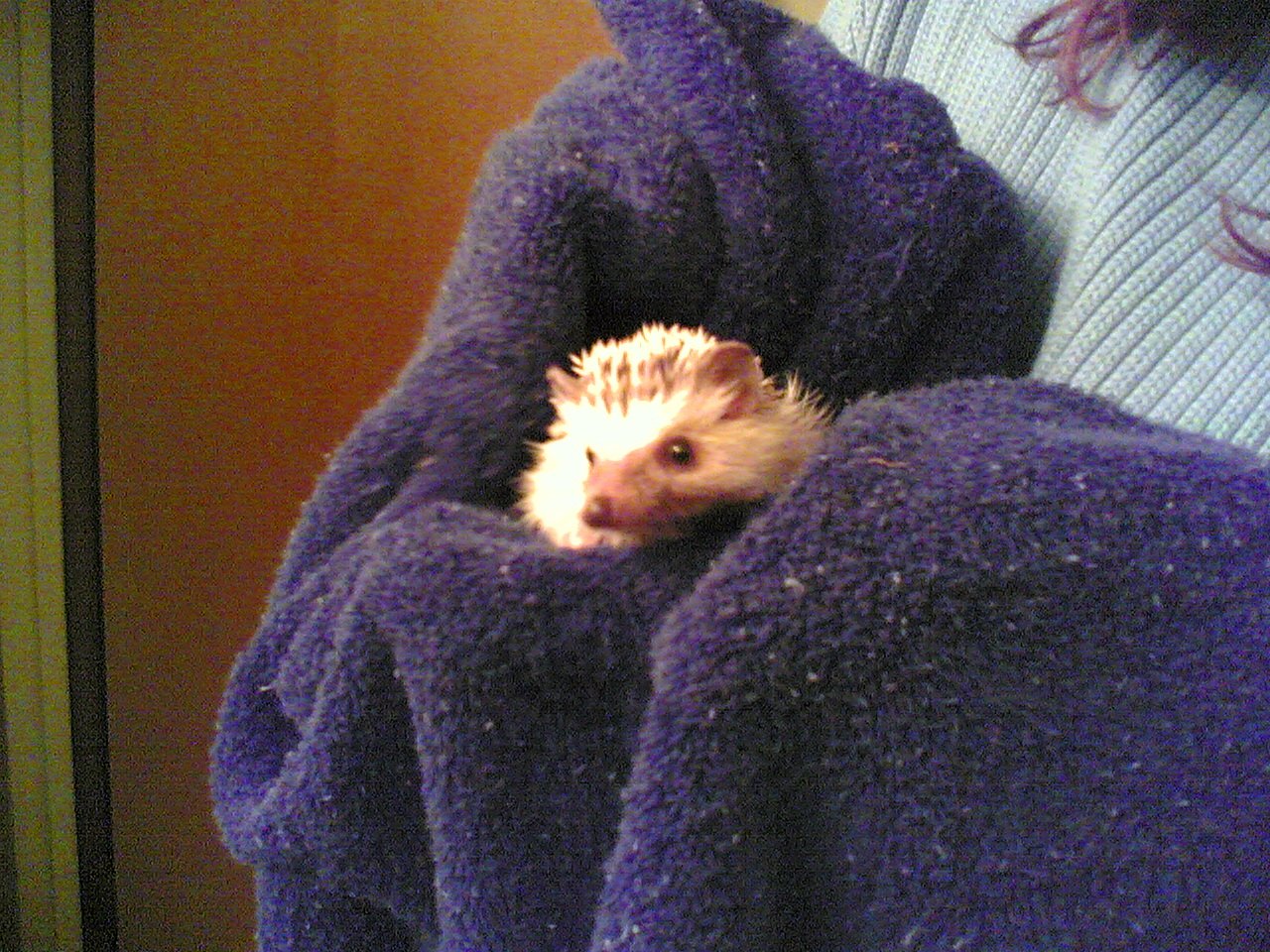 Drying Hedgehog