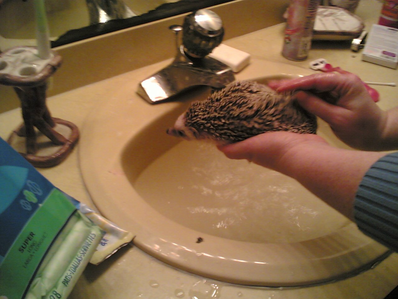 Soaping Hedgehog