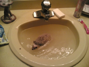 Hedgehog Swimming