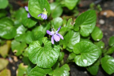 First harbinger of spring - blooming violets