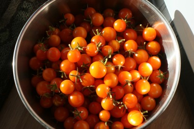 Sungold cherry tomatoes - my favorite kind!