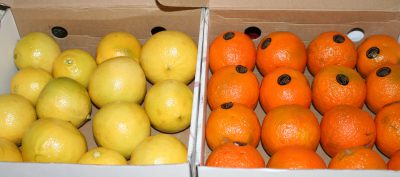 bergamot and Seville orange