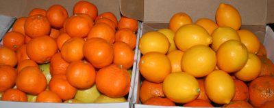 Satsuma mandarins and Meyer lemons!