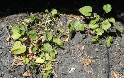 Transplanted violets, looking a bit stressed.