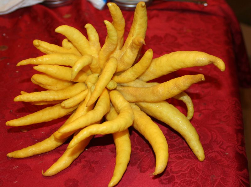 Buddha's Hand or fingered citron - front view