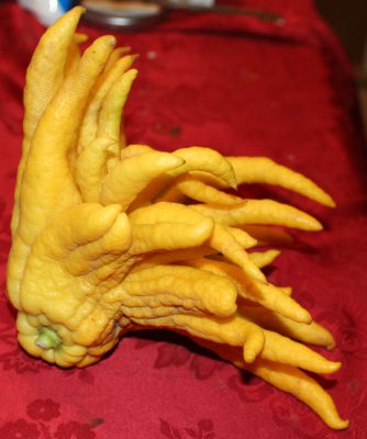Buddha's Hand or fingered citron - side view