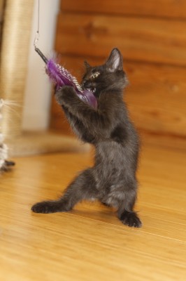 Fritz practices kitten-fu!