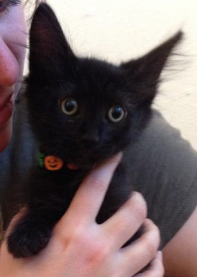 our newly-adopted black kitten!