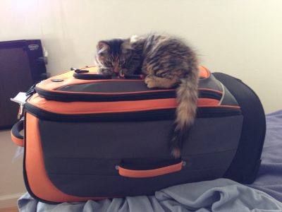 Tigress, guarding the luggage