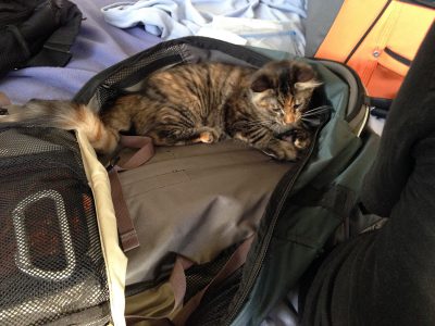 Tigress, investigating the luggage