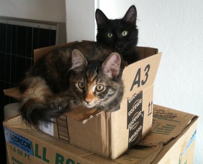 Cats in a box!
