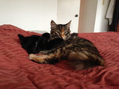Fritz and Tigress, cuddling together