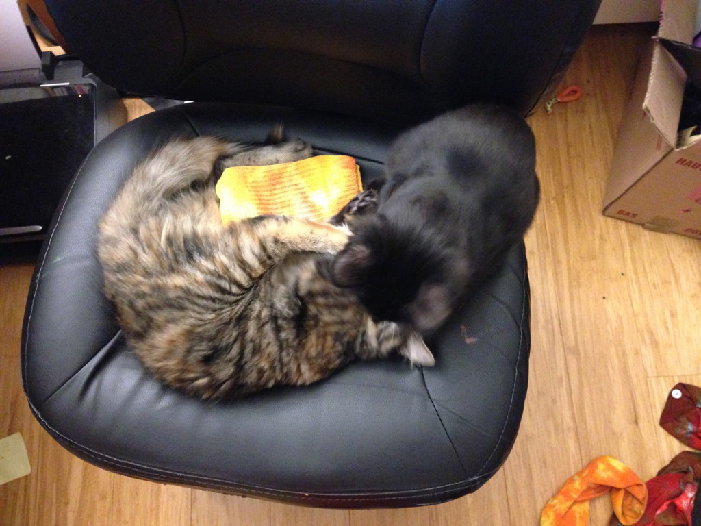 Fritz and Tigress engaged in territorial combat over who gets to sit in my (warm) chair