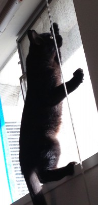 Fritz, climbing the window screen