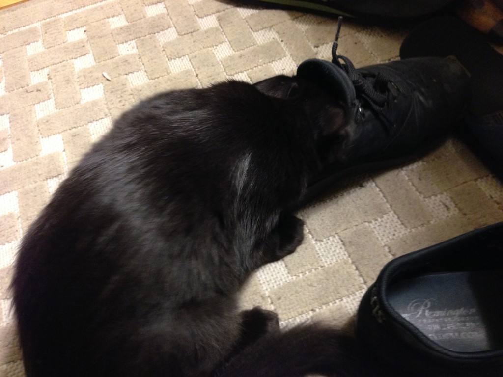 Fritz in my shoe