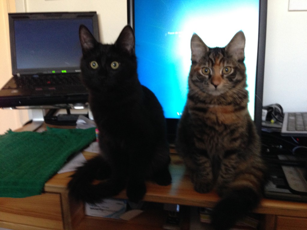Fritz and Tigress in front of monitor