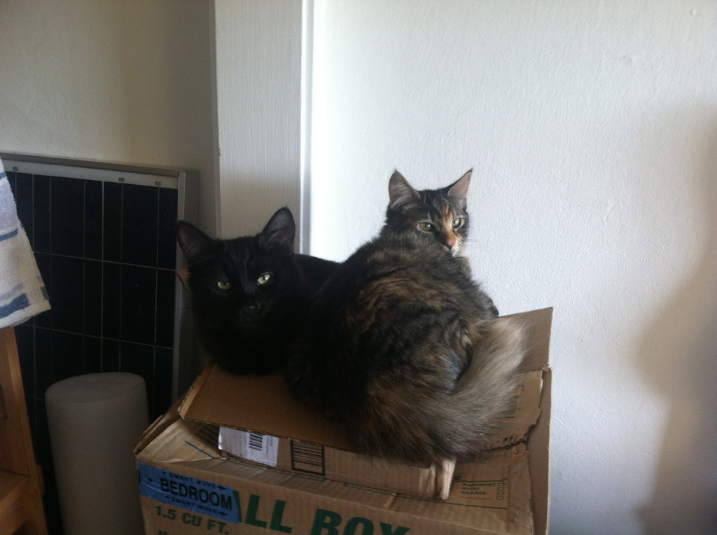two kittens in a box!
