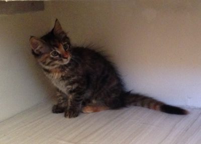Tigress as a very young kitten