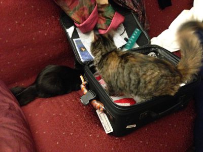 kittens helping with luggage