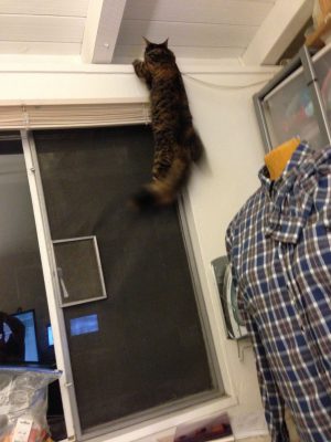 Tigress climbing past the blinds