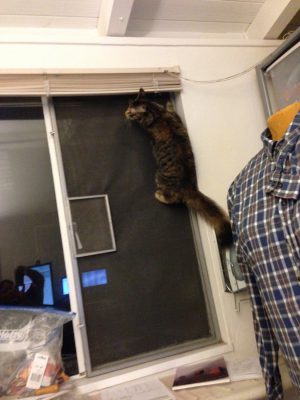 Tigress climbing the window screen