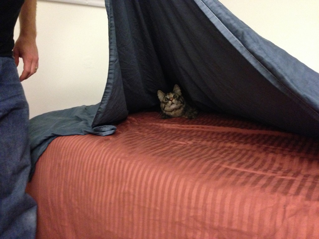 Tigress playing peekaboo under the covers