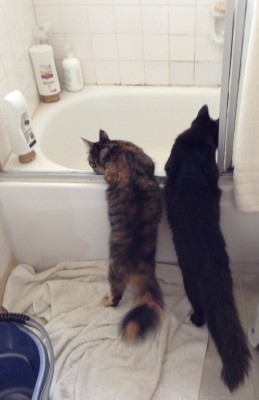Fritz and Tigress exploring the bathtub