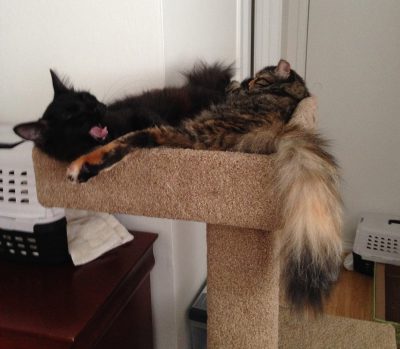 snoozing kittens!