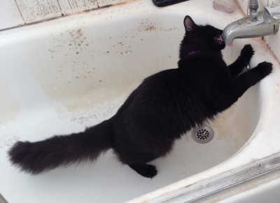 Fritz drinking from faucet