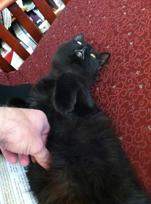 Fritz getting a belly rub