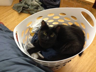Fritz guarding the laundry basket