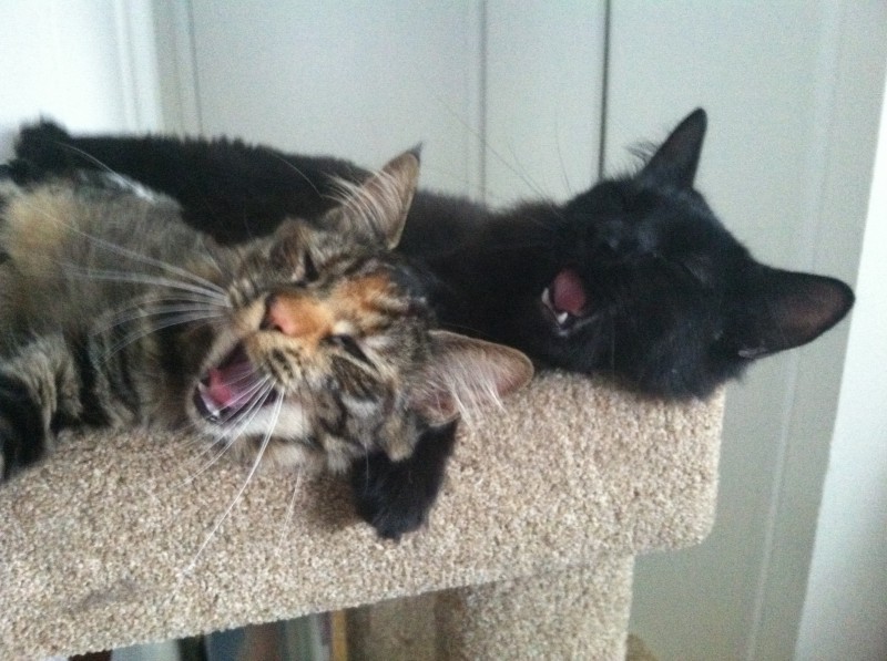 Fritz and Tigress, yawning in unison