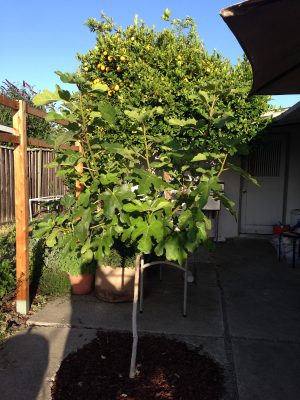 fig and lemon trees